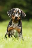 BEAUCERON - PUPPIES 312